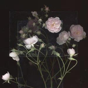 欧美日韩变态阴环xxxxx
